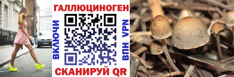 купить Котельниково Псилоцибиновые грибы Magic Shrooms